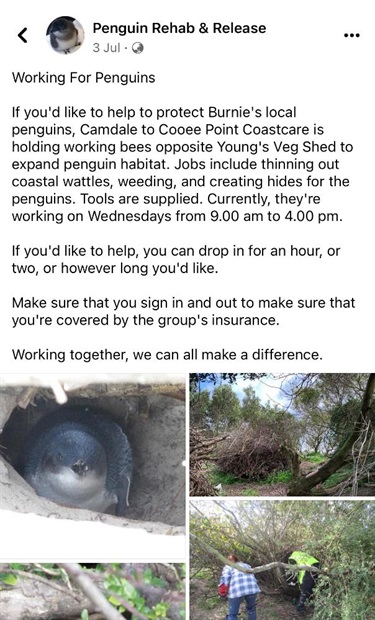 Penguins