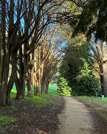 Through the established trees 