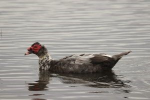 Domestic Muscovy Duck – Cairina moschata domestica.jpg