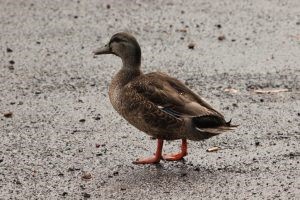 Mallard x Pacific Black Duck Hybrid – Anas platyrhynchos x superciliosa.jpg