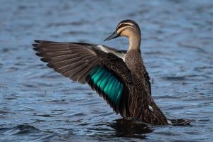 Pacific Black Duck – Anas superciliosa.jpg