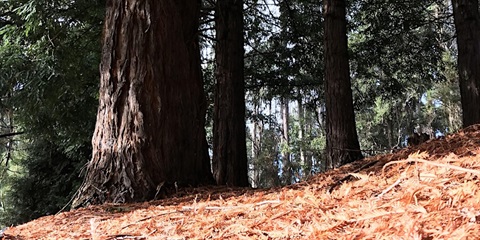 forest.jpg