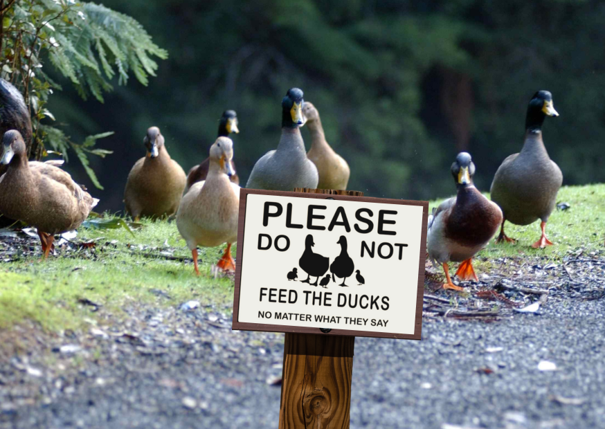 Do Not feed the ducks.png