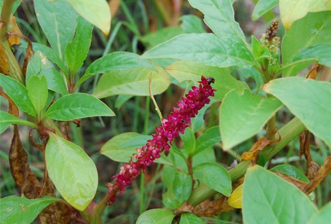Red Inkweed_Muyt (1).JPG