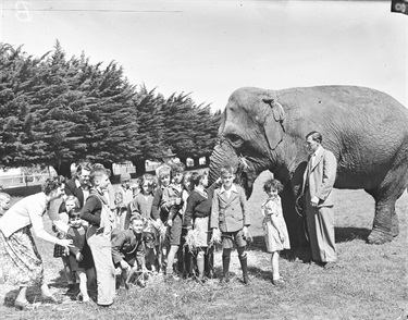 Elephant in Burnie