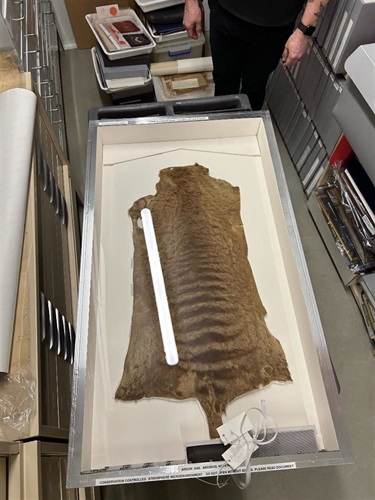 This pelt if from a Thylacine snared by Walter Barwick on a property in the Upper Esk, in 1905. A notch in the left shoulder indicates that the bounty of 1 pound had been paid. The pelt was donated to Peter Mercer’s Pet Falls Museum in 1963.