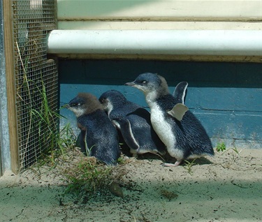 penguin - rehab